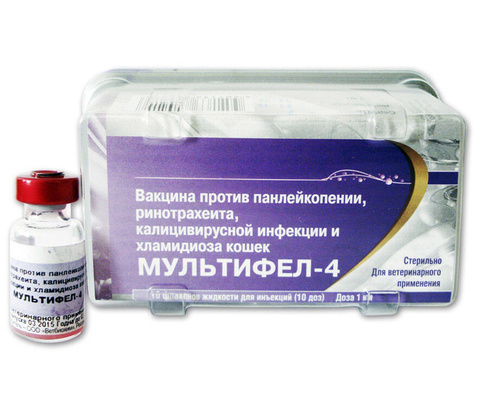 Вакцинация кошек МУЛЬТИФЕЛ-4