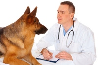 Терапевтические услуги для животных